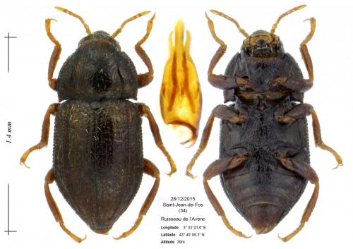 Réf. 193 107 : Oulimnius troglodytes